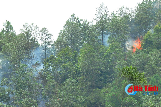 chay rung thong 10 nam tuoi o huong son