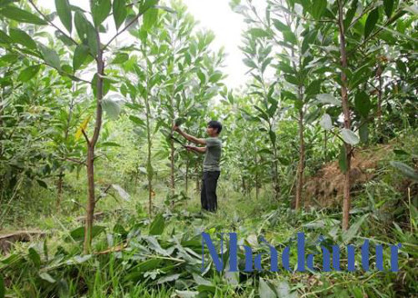 world bank chi 5 7 trieu usd cho du an quan ly bao ve rung