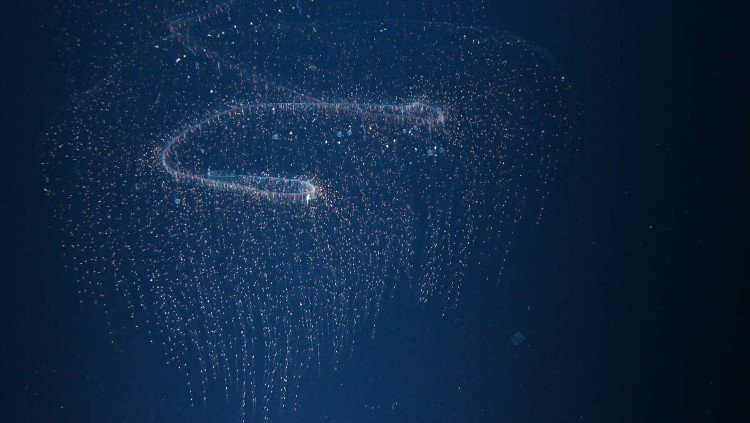 van con nhieu sinh vat duoi bien sau ma ta chua biet