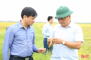 Tăng cường hỗ trợ người dân bảo quản, chế biến lúa sau thu hoạch