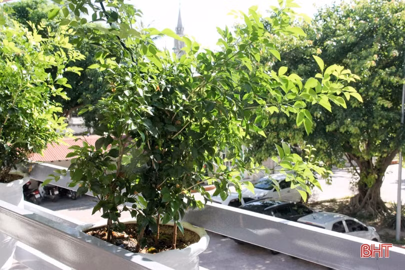 Ngắm “khu vườn” xanh mát trên ban công trụ sở làm việc ở Hà Tĩnh