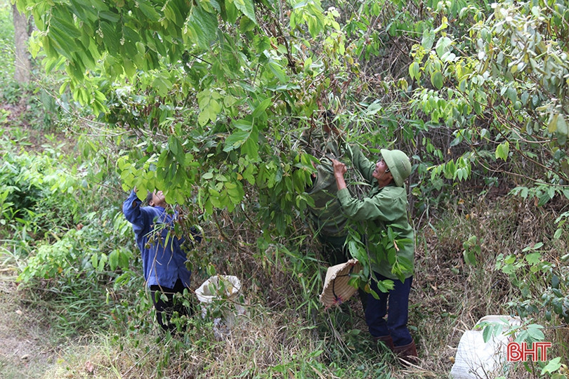 Người dân vùng thượng Kỳ Anh hái lá cây mưu sinh giữa trời nắng nóng