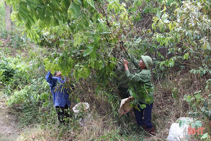 Người dân vùng thượng Kỳ Anh hái lá cây mưu sinh giữa trời nắng nóng