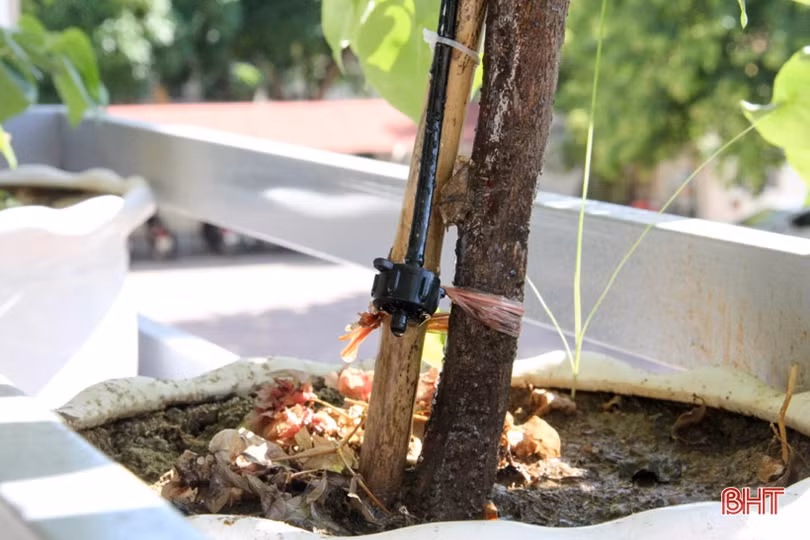 Ngắm “khu vườn” xanh mát trên ban công trụ sở làm việc ở Hà Tĩnh