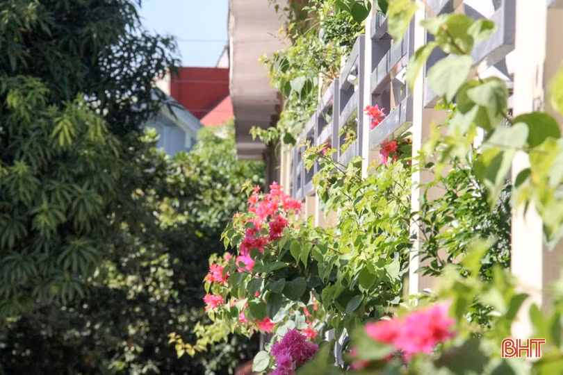 Ngắm “khu vườn” xanh mát trên ban công trụ sở làm việc ở Hà Tĩnh