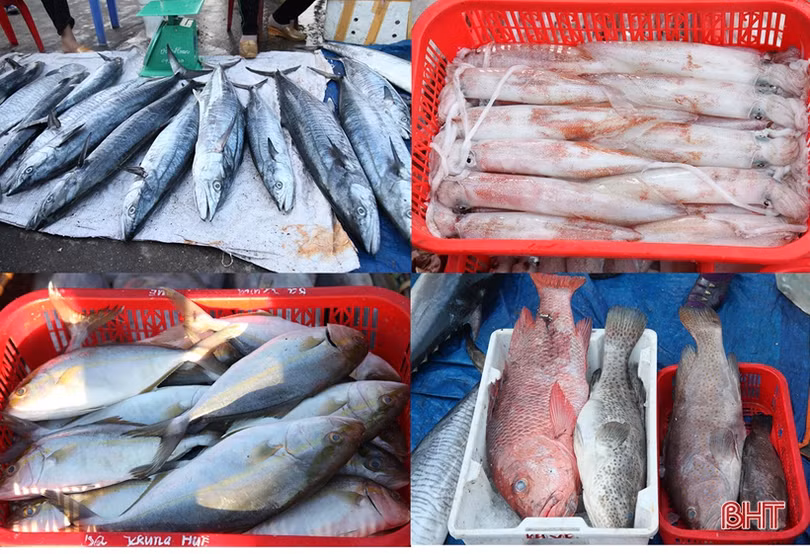 Khai thác biển - điểm sáng trong bức tranh kinh tế thủy sản Hà Tĩnh