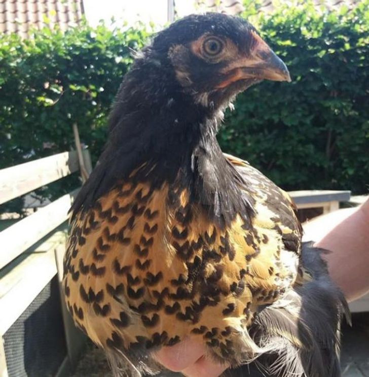 Những hình ảnh khiến bạn phải thốt lên “thật đáng kinh ngạc”