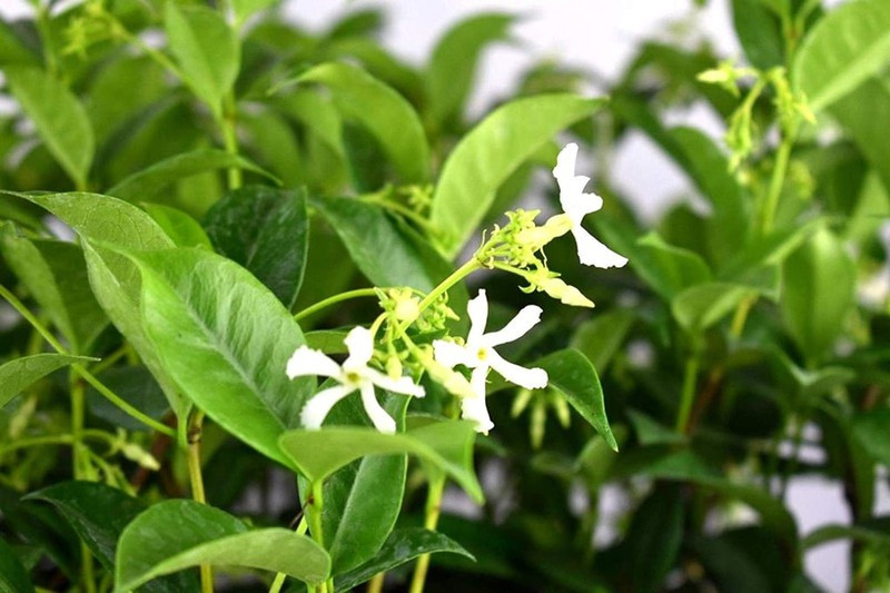 những loại cây trồng trong nhà giúp bạn có giấc ngủ ngon dễ dàng hình 4 Những loại cây trồng trong nhà giúp bạn có giấc ngủ ngon dễ dàng