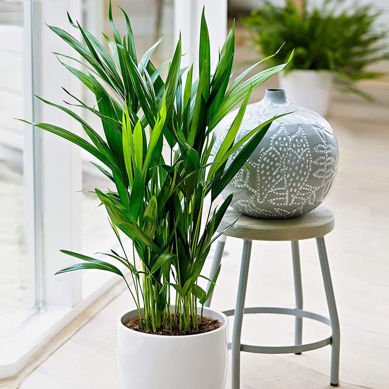 những loại cây trồng trong nhà giúp bạn có giấc ngủ ngon dễ dàng hình 10 Những loại cây trồng trong nhà giúp bạn có giấc ngủ ngon dễ dàng