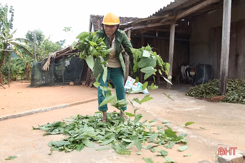 Người dân vùng thượng Kỳ Anh hái lá cây mưu sinh giữa trời nắng nóng