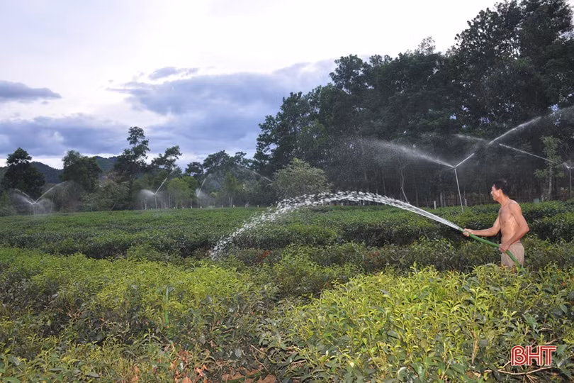 Nông dân miền núi Hà Tĩnh trắng đêm kéo nước cứu chè suốt cả tháng ròng