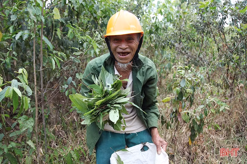 Người dân vùng thượng Kỳ Anh hái lá cây mưu sinh giữa trời nắng nóng