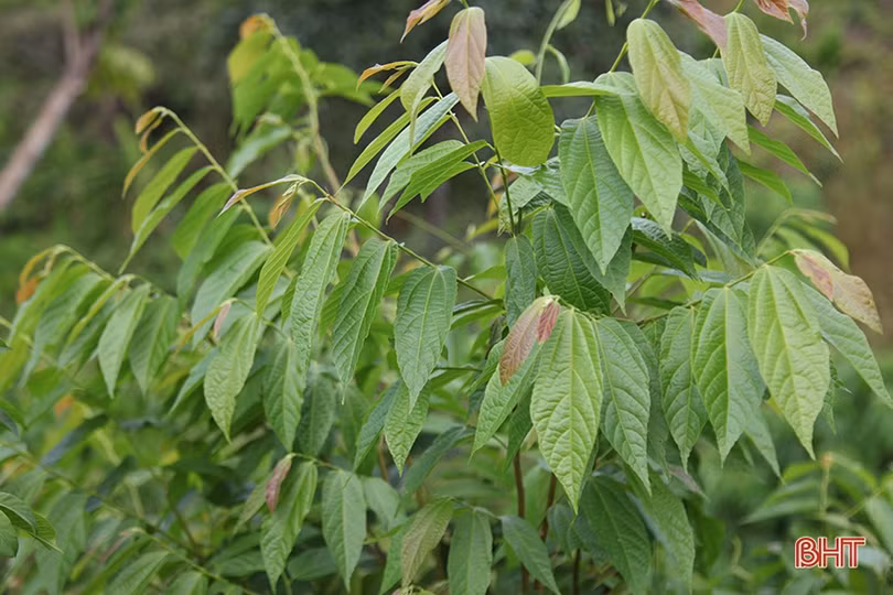 Người dân vùng thượng Kỳ Anh hái lá cây mưu sinh giữa trời nắng nóng