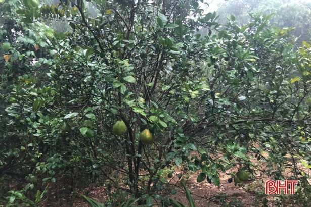 Nhiều địa phương ở Hà Tĩnh đón “mưa vàng” sau đợt nắng nóng kỷ lục