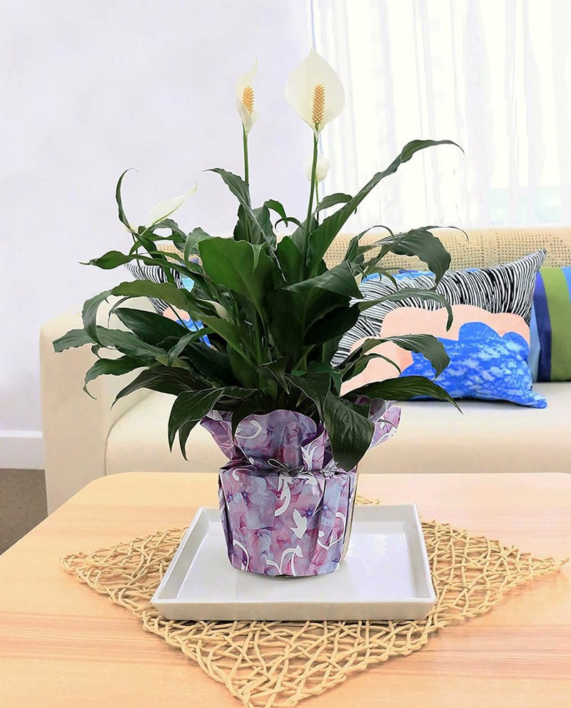 những loại cây trồng trong nhà giúp bạn có giấc ngủ ngon dễ dàng hình 7 Những loại cây trồng trong nhà giúp bạn có giấc ngủ ngon dễ dàng