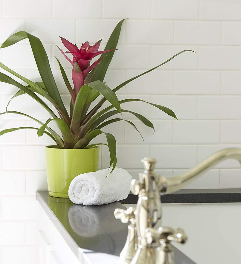 những loại cây trồng trong nhà giúp bạn có giấc ngủ ngon dễ dàng hình 3 Những loại cây trồng trong nhà giúp bạn có giấc ngủ ngon dễ dàng