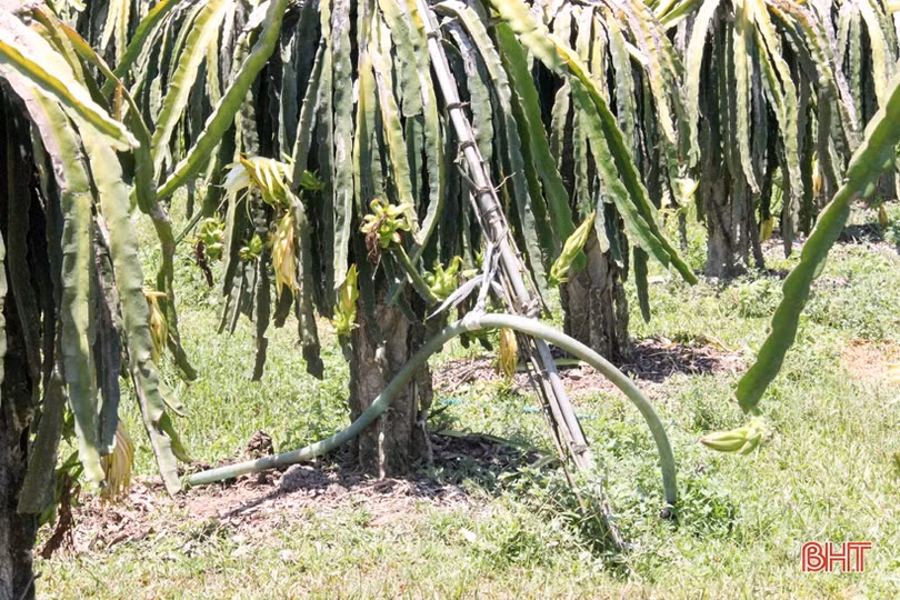 Người dân Hà Tĩnh miệt mài lao động trong nắng nóng gay gắt