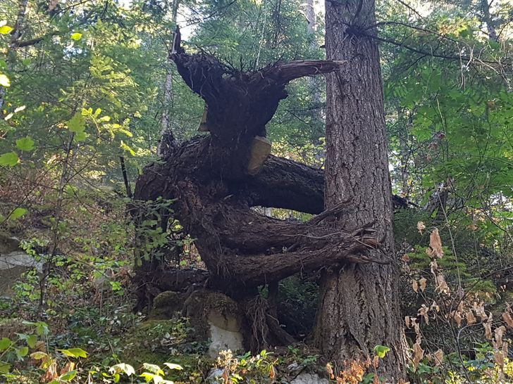 Những hình ảnh khiến bạn phải thốt lên “thật đáng kinh ngạc”