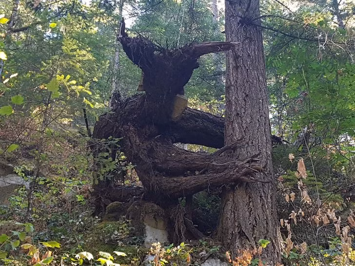 Những hình ảnh khiến bạn phải thốt lên “thật đáng kinh ngạc”