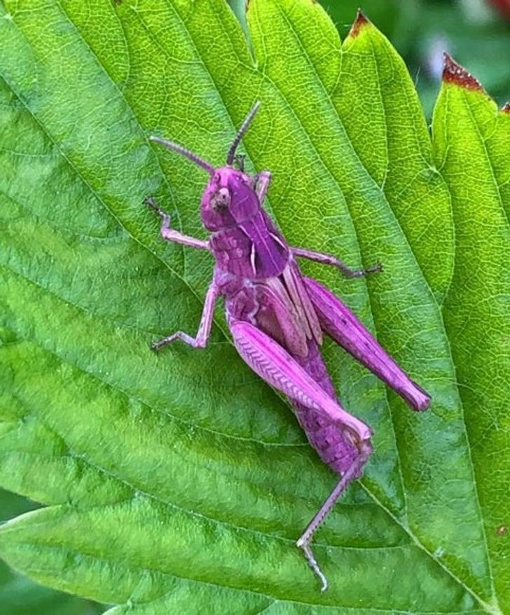 Những hình ảnh khiến bạn phải thốt lên “thật đáng kinh ngạc”