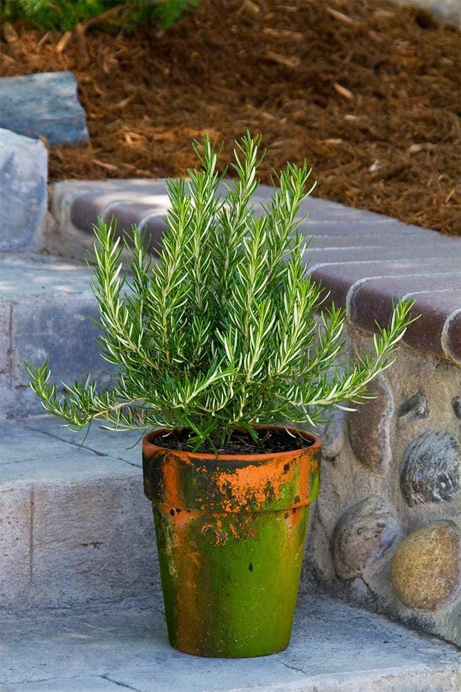 những loại cây trồng trong nhà giúp bạn có giấc ngủ ngon dễ dàng hình 8 Những loại cây trồng trong nhà giúp bạn có giấc ngủ ngon dễ dàng