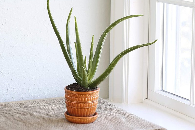 những loại cây trồng trong nhà giúp bạn có giấc ngủ ngon dễ dàng hình 1 Những loại cây trồng trong nhà giúp bạn có giấc ngủ ngon dễ dàng