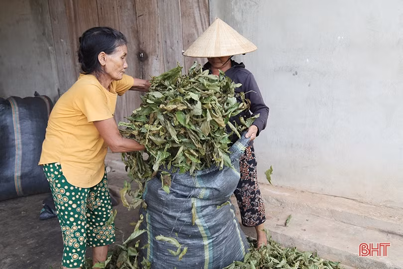 Người dân vùng thượng Kỳ Anh hái lá cây mưu sinh giữa trời nắng nóng