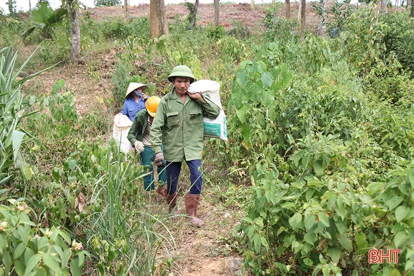 Người dân vùng thượng Kỳ Anh hái lá cây mưu sinh giữa trời nắng nóng