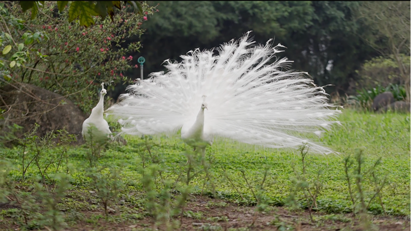 Chim công, vịt trời, thiên nga làm tổ trong khu đô thị Ecopark
