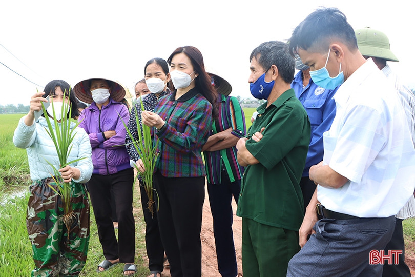 Triển khai mô hình canh tác lúa thân thiện với môi trường