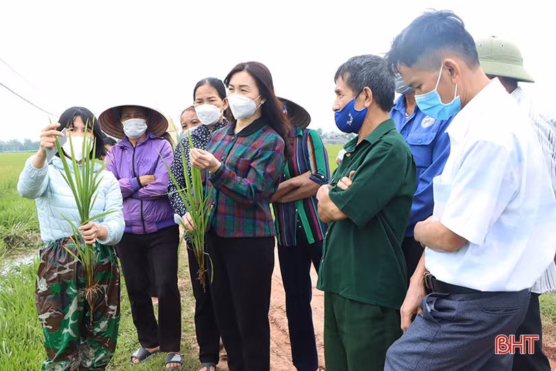 Triển khai mô hình canh tác lúa thân thiện với môi trường