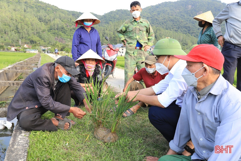 Nghi Xuân trang bị kiến thức phòng trừ bệnh hại lúa cho nông dân