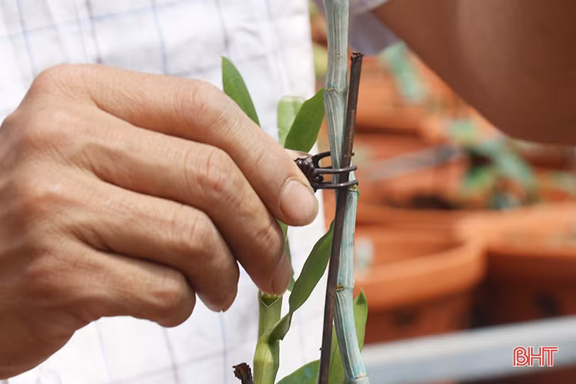 Doanh nhân trẻ rời phố về làng khởi nghiệp từ vườn lan