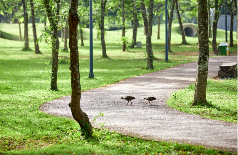 Chim công, vịt trời, thiên nga làm tổ trong khu đô thị Ecopark