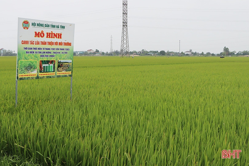 Triển khai mô hình canh tác lúa thân thiện với môi trường