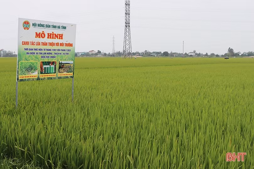 Triển khai mô hình canh tác lúa thân thiện với môi trường