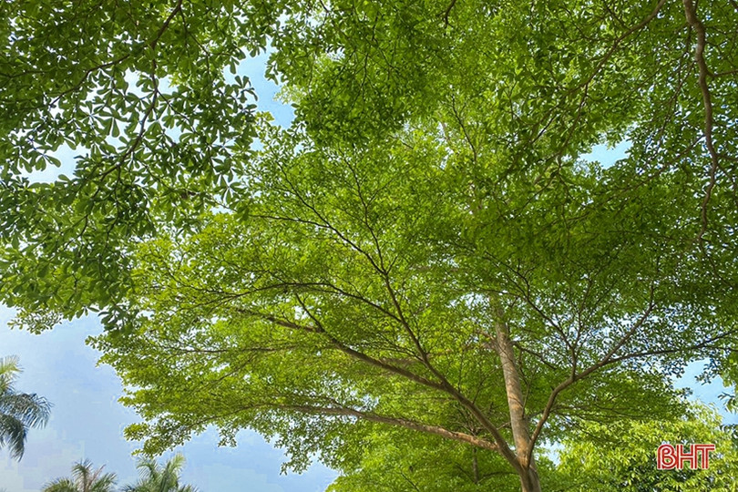 Những góc phố mướt xanh tại TP Hà Tĩnh