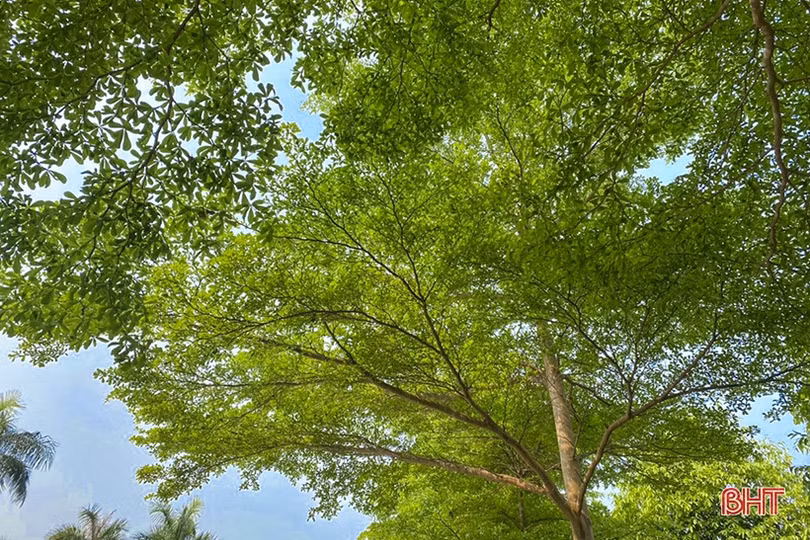 Những góc phố mướt xanh tại TP Hà Tĩnh