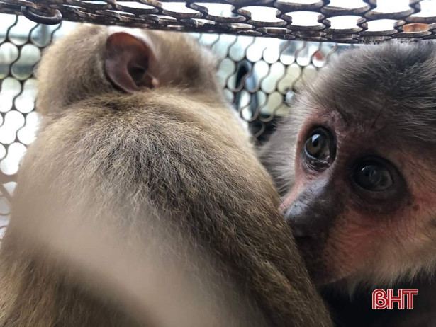 Bàn giao 2 cá thể khỉ quý hiếm cho Vườn Quốc gia Vũ Quang