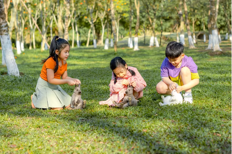 Chim công, vịt trời, thiên nga làm tổ trong khu đô thị Ecopark