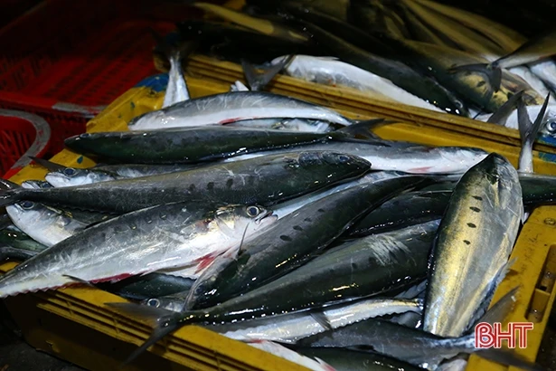 Ngư dân Hà Tĩnh giong thuyền, vượt sóng khai thác vụ cá nam 