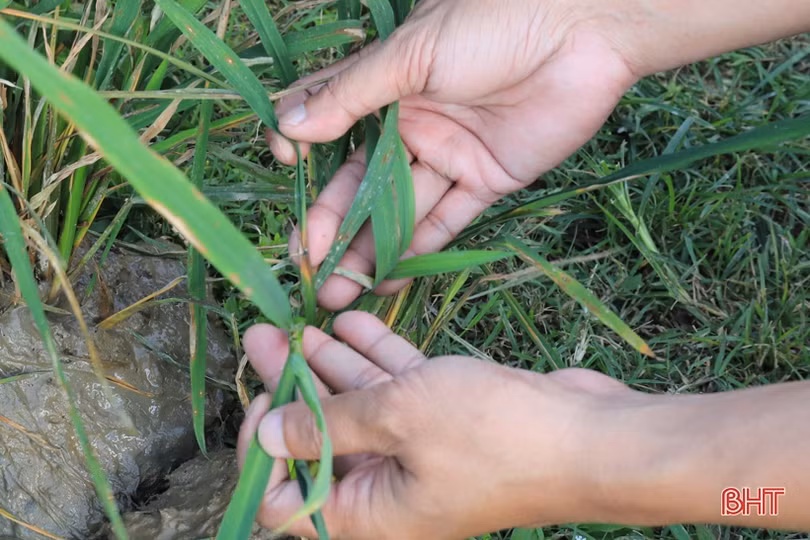 Nghi Xuân trang bị kiến thức phòng trừ bệnh hại lúa cho nông dân