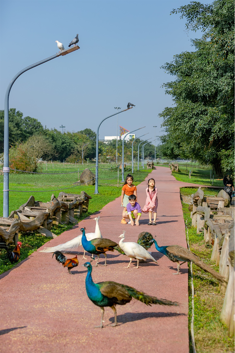 Chim công, vịt trời, thiên nga làm tổ trong khu đô thị Ecopark