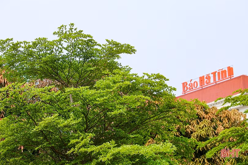 Những góc phố mướt xanh tại TP Hà Tĩnh