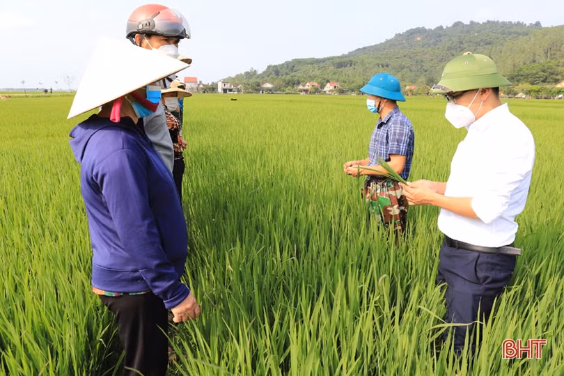 Nghi Xuân trang bị kiến thức phòng trừ bệnh hại lúa cho nông dân