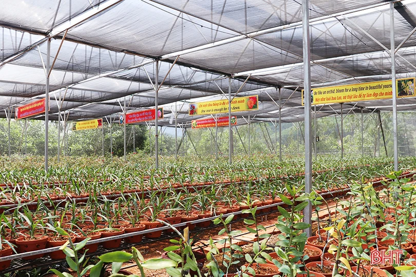 Miền Trà Sơn Can Lộc - vùng đất xanh bốn mùa hoa trái