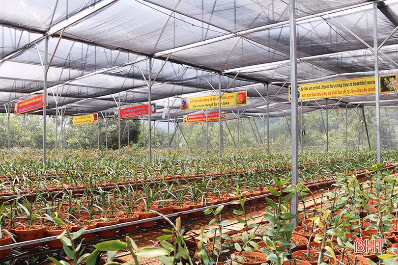 Doanh nhân trẻ rời phố về làng khởi nghiệp từ vườn lan