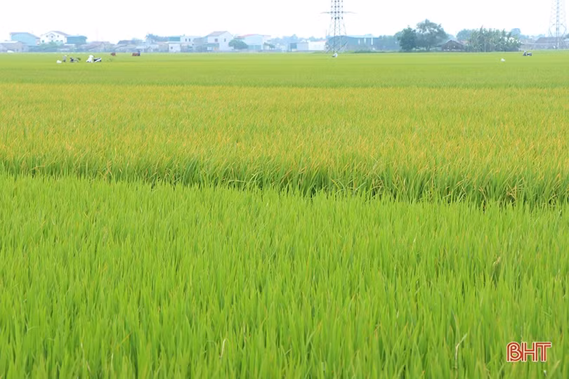 Triển khai mô hình canh tác lúa thân thiện với môi trường