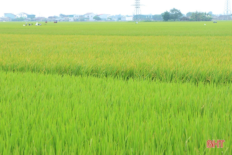 Triển khai mô hình canh tác lúa thân thiện với môi trường