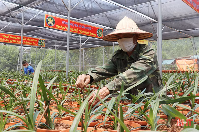 Doanh nhân trẻ rời phố về làng khởi nghiệp từ vườn lan